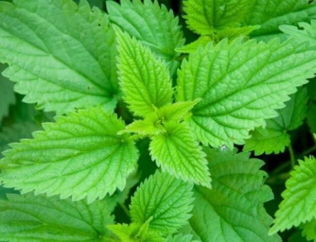 nettle to increase strength